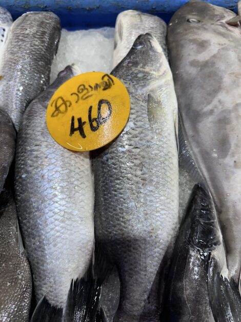 Asian Sea Bass, Kalanji, Barramundi