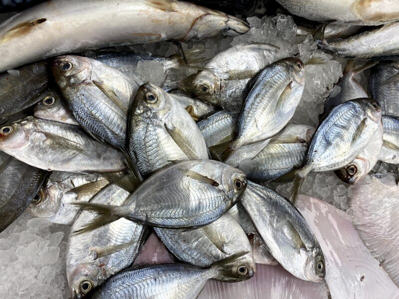 Fish Name in Telugu