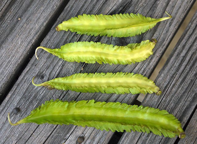 Winged Bean Dal
